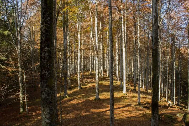 Il faggeto d'autunno nella foresta del Cansiglio